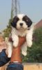 Shih tzu male puppy for sale with kci