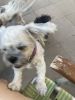 Have 2 Shih tzus who need a home together
