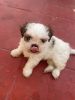 Trained Shih Tzu Cute Puppy Dog for sale