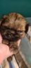 HOLIDAY SALE! REGISTERED TINY IMPERIAL SHIH TZU MALE PUPPY!
