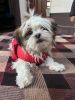 Shihtzu Femal Name BELA 4 months old All vaccinated till date. Acce