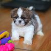 Excellent Shih Tzu Puppies Available