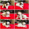 Shih tzu puppies for sall