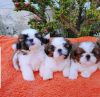 Sweet-tempered Shih Tzu puppies ready now