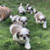 PURE BREED SHIH TZU MALE AND FEMALE PUPPIES FOR SALE