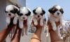 SHIH TZU MALE AND FEMALE PUPPIES FOR SALE