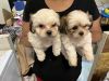 Puppies for sale Shih tzu mixed with teddy bear