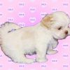 Males and female Shih Tzu puppies