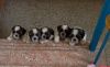 High quality ShihTzu Puppies for sale
