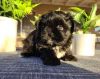 Male shih tzu 2 months fully vaccinated with age appropriate shots