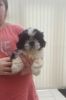Stunning Shih Tzu Puppies Available For Good Homes
