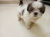 Shih tzu 42 days male puppy
