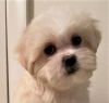 Shih Tzu Puppy For Sale (Male)