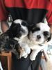Full blooded ShiTzu puppies for sale