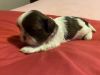 2 ADORABLE CKC Shih Tzu puppies in East Tennessee