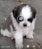 Shih Tzu male puppy