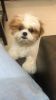 I have shishtzu very healthy and charming 3 month old puppy all vaccin