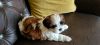 Shihtzu Puppies available