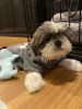 6 month old male Shih tzu for Sale