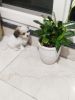 Fully vaccinated with paper cute Shih Tzu 3 months old