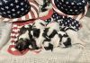 Pure bred male Shih Tzu’s ready for your Fourth of July holiday!