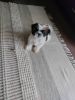 Adorable 50 day old Shih Tzu puppy for sale