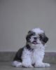 Shitzhu puppy for sale