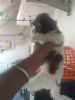 High quality Shihtzu Puppies for sale