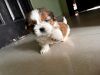 55 days old Shihtzu pup needs a friendly family