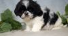 Sweet Shih Tzu puppies available now