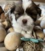 5 Shih Tzu Puppies