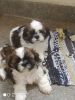 Shitzu Puppies for sale