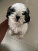 Shih Tzu male puppy available