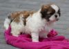 AKC Shih Tzu Puppies Available