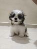 Shihtzu puppy of 50 days old for sale