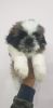 Newly first time born Shih thu puppy with good head good looking very
