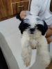 Want a family to adopt my Shih Tzu in Pune