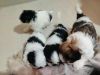 Home Breed Shih Tzu Puppies
