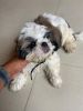 2 Months Old Female shih tzu puppy for sale.fully Vaccinated