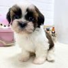 Adorable Male And Female Shih Tzu Puppies.