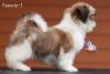 Top Show Quality IMPORT Blood Line Shih Tzu Puppy Available For Sale