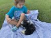 Male Baby shih Tzu needs a new home