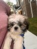 12 Week Shih Tzu puppy (male) for sale