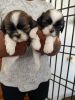 Quality shih Tzu male and female puppies available