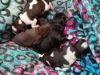 5 puppies for sale