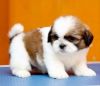 Shihtzu puppies available in chennai