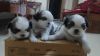 Shih Tzu 2 male and 3 female I'm not a dealer I'm the owner.