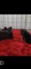 Exotic Shih Tzu black puppies available