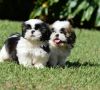 Beautiful Shih Tzu Puppies For Sale