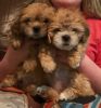 2 Shih Tzu/ Lhasa Apso Puppies